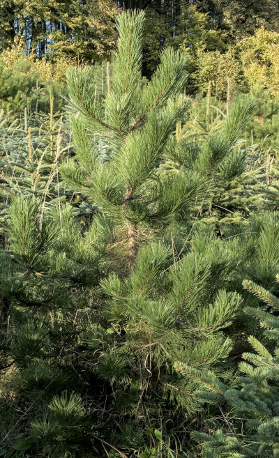 Borovice lesní a&nbsp;černá